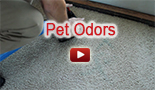 pet odors Discovery Bay Carpet Cleaning California